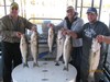 (11/01/2015) - Nice Striped Bass